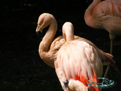 flamingo's 2007