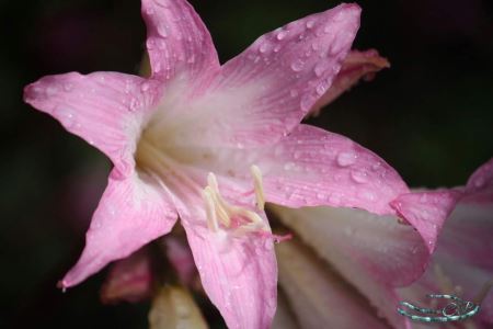 flower 2009