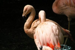 flamingo's 2007